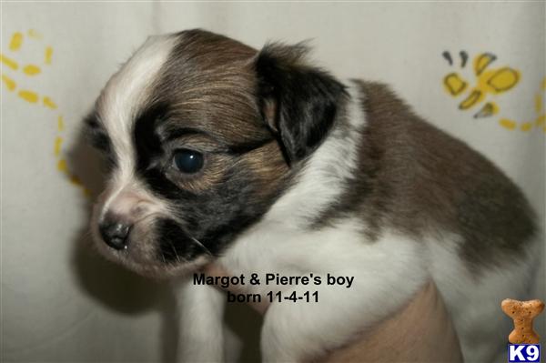 Puppies in MA